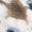 Brown Navy Print Swatch